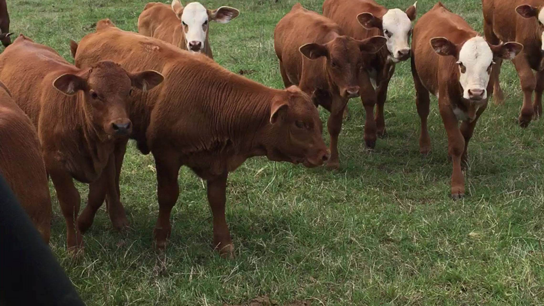 True F1 Bradford Tigerstripe Herd